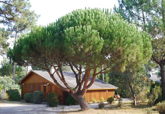 freistehendes Haus in Grayan-et-l´Hôpital - Chalet Californie 5