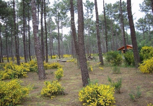 Chalet in Grayan-et-l´Hôpital - Chalet Amérique du Sud 13 Chalet in Grayan-et-l´Hôpital - Chalet Amérique du Sud 13