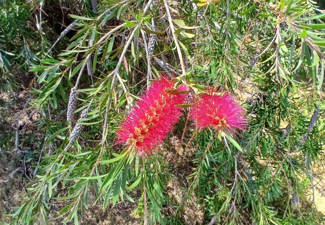 Chalet in Grayan-et-l´Hôpital - Chalet Canada 16 Chalet in Grayan-et-l´Hôpital - Chalet Canada 16